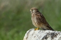 Navadna_postovka_Common_kestrel_21.jpg