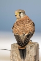 Navadna_postovka_Common_kestrel_22.jpg