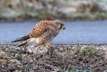 Navadna_postovka_Common_kestrel_24.jpg