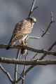 Navadna_postovka_Common_kestrel_25.jpg