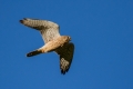 Navadna_postovka_Common_kestrel_26.jpg