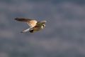 Navadna_postovka_Common_kestrel_27.jpg