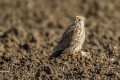 Navadna_postovka_Common_kestrel_30.jpg