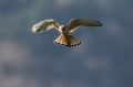 Navadna_postovka_Common_kestrel_31.jpg