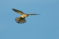 Navadna_postovka_Common_kestrel_32.jpg