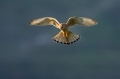 Navadna_postovka_Common_kestrel_33.jpg
