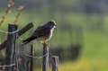 Navadna_postovka_Common_kestrel_38.jpg