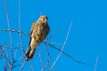 Navadna_postovka_Common_kestrel_39.jpg