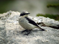 Navadni_kupcar_Wheatear_08.jpg