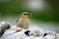 Navadni_kupcar_Wheatear_09.jpg