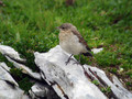 Navadni_kupcar_Wheatear_10.jpg