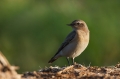 Navadni_kupcar_Wheatear_15.jpg