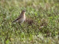 Navadni_kupcar_Wheatear_16.jpg