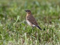 Navadni_kupcar_Wheatear_17.jpg
