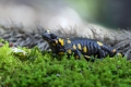 Navadni_mocerad_Salamandra_salamandra_01.jpg