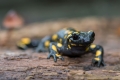Navadni_mocerad_Salamandra_salamandra_03.jpg