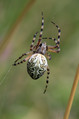 Pajek_Spider_03.jpg