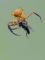 Pajek_Spider_07.jpg