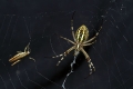 Pajek_Spider_10.jpg