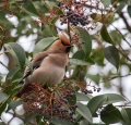 Pegam_Waxwing_Bombycilla_garullus_Pegami_Bombycillidae_02.jpg