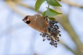 Pegam_Waxwing_Bombycilla_garullus_Pegami_Bombycillidae_03.jpg