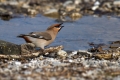 Pegam_Waxwing_Bombycilla_garullus_Pegami_Bombycillidae_07.jpg