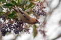 Pegam_Waxwing_Bombycilla_garullus_Pegami_Bombycillidae_08.jpg