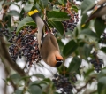 Pegam_Waxwing_Bombycilla_garullus_Pegami_Bombycillidae_09.jpg