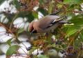 Pegam_Waxwing_Bombycilla_garullus_Pegami_Bombycillidae_10.jpg
