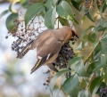 Pegam_Waxwing_Bombycilla_garullus_Pegami_Bombycillidae_11.jpg