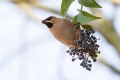 Pegam_Waxwing_Bombycilla_garullus_Pegami_Bombycillidae_13.jpg