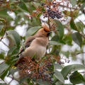 Pegam_Waxwing_Bombycilla_garullus_Pegami_Bombycillidae_14.jpg