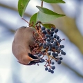 Pegam_Waxwing_Bombycilla_garullus_Pegami_Bombycillidae_15.jpg