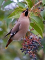 Pegam_Waxwing_Bombycilla_garullus_Pegami_Bombycillidae_16.jpg