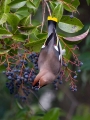 Pegam_Waxwing_Bombycilla_garullus_Pegami_Bombycillidae_17.jpg