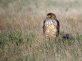 Pepelasti_lunj_Hen_harrier_Circus_cyaneus_Orli_Accipitridae_04.jpg