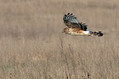 Pepelasti_lunj_Hen_harrier_Circus_cyaneus_Orli_Accipitridae_05.jpg