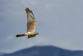 Pepelasti_lunj_Hen_harrier_Circus_cyaneus_Orli_Accipitridae_08.jpg