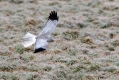 Pepelasti_lunj_Hen_harrier_Circus_cyaneus_Orli_Accipitridae_10.jpg