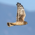 Pepelasti_lunj_Hen_harrier_Circus_cyaneus_Orli_Accipitridae_13.jpg