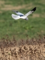 Pepelasti_lunj_Hen_harrier_Circus_cyaneus_Orli_Accipitridae_14.jpg