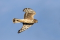 Pepelasti_lunj_Hen_harrier_Circus_cyaneus_Orli_Accipitridae_15.jpg