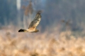 Pepelasti_lunj_Hen_harrier_Circus_cyaneus_Orli_Accipitridae_16.jpg