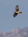 Pepelasti_lunj_Hen_harrier_Circus_cyaneus_Orli_Accipitridae_17.jpg
