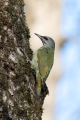 Pivka_Grey_headed_woodpecker_Picus_canus_Zolne_Picidae_01.jpg