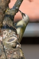 Ime datoteke=Pivka_Grey_headed_woodpecker_Picus_canus_Zolne_Picidae_02.jpg
Velikost datoteke=361KB
Dimenzija=600x900
Datum objave=27.07.2016 Pivka_Grey_headed_woodpecker_Picus_canus_Zolne_Picidae_02.jpg