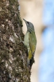 Pivka_Grey_headed_woodpecker_Picus_canus_Zolne_Picidae_03.jpg