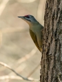 Pivka_Grey_headed_woodpecker_Picus_canus_Zolne_Picidae_05.jpg