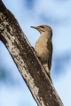 Pivka_Grey_headed_woodpecker_Picus_canus_Zolne_Picidae_11.jpg