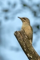Pivka_Grey_headed_woodpecker_Picus_canus_Zolne_Picidae_13.jpg